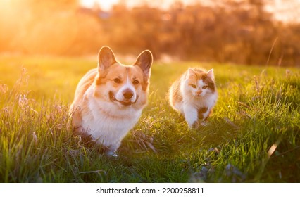 furry friends a dog and a cat walk amicably through a bright summer meadow in the sunlight - Shutterstock ID 2200958811