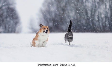 furry friends funny striped cat and corgi dog run fast on deep white snow in the winter park