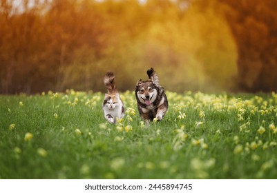  furry friends a red cat and a cheerful dog are running side by side along a green meadow on a sunny summer day - Powered by Shutterstock