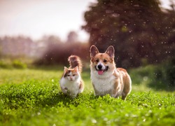 Amigos Peludos Gato Vermelho E Cachorro Corgi Andando Em Um Prado De Verão Sob As Gotas De Chuva Quente