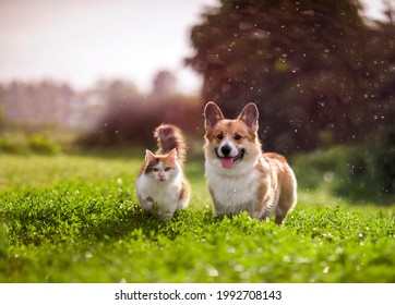 пушистые друзья рыжий кот и собака корги гуляют на летнем лугу под каплями теплого дождя