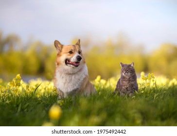 Furry Friends Striped Cat And Corgi Dog Sit On A Blooming Summer Sunny Meadow