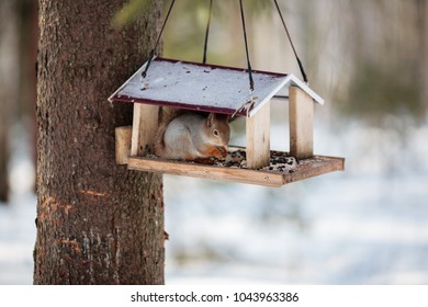 A furry gray squirrel eats sunflower seeds and nuts, sitting in a trough in the winter forest.