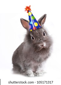 Furry Grey Rabbit With A Birthday Hat On