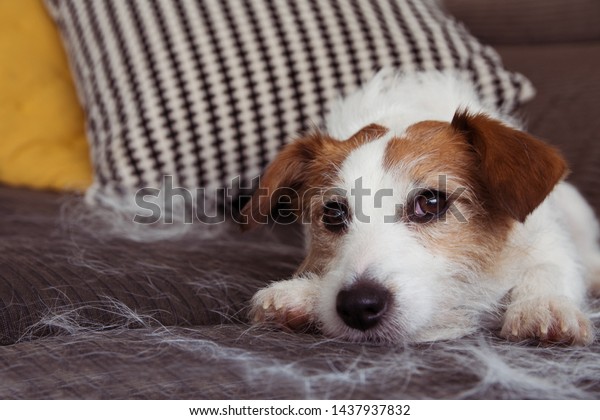 Furry Jack Russell Dog Shedding Hair Stock Photo Edit Now 1437937832