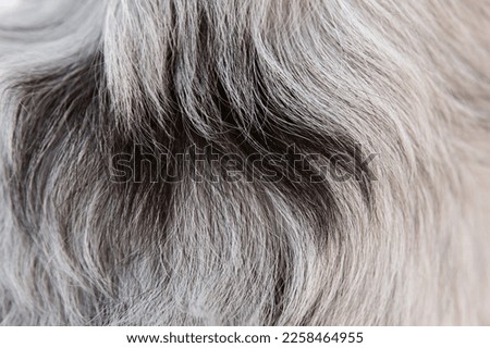 Furry long hair of merle dog. Australian Shepherd dog detail. Dog fur close up