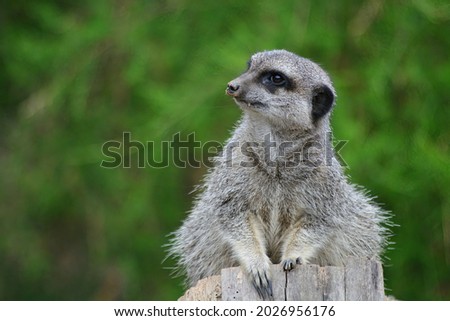 Similar – Image, Stock Photo Close up portrait of one meerkat sitting on a rock