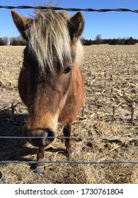 Furry Minature Horse In Corn Stalk Pasture