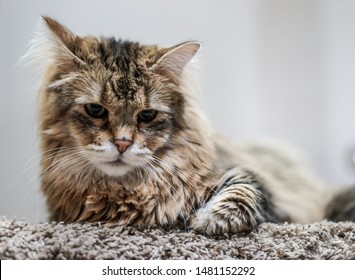 319 Pixie cat Images, Stock Photos & Vectors | Shutterstock