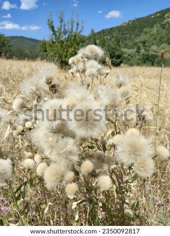 furry plant in nature in summer day