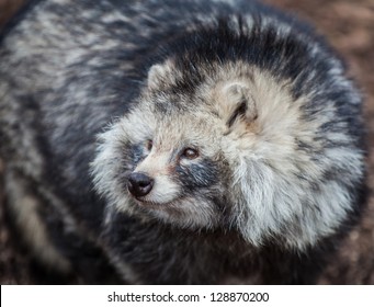 Furry Racoon Dog Close Up