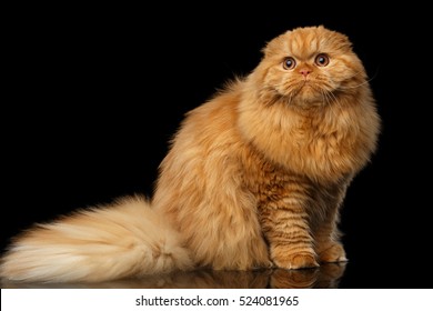 Fat Ginger Cat Stock Photos Images Photography Shutterstock