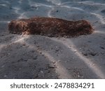 Furry sea cucumber, Astichopus multifidus, laying on the sandy substrate feeding.