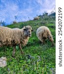 A furry sheep chewing on juicy green grass in a pasture in Albania, the sheep has bulging eyes and a crooked mouth, with other sheep and purple flowers in the background