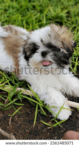Furry shihtzu male puppy over grass field 