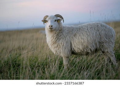 The furry Skudde sheep (Ovis aries) with curved horns standing in the field on the grass in the daytime - Shutterstock ID 2337166387