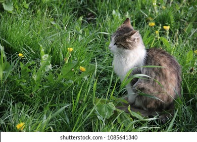Furry street cat sitting in grass, in profile