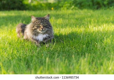 Furry Tabby Cat Grass Stock Photo 1136985734 | Shutterstock