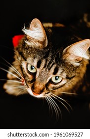 A furry and tabby cat looks up at the camera. a close-up view of a cat on a black background. Portrait of a pet.