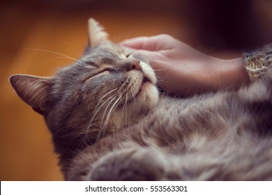 Furry tabby cat lying on its owner's lap, enjoying being cuddled and purring. Selective focus