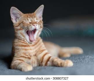 Furry Tabby Kitten Lying With A Sleepy Yawn