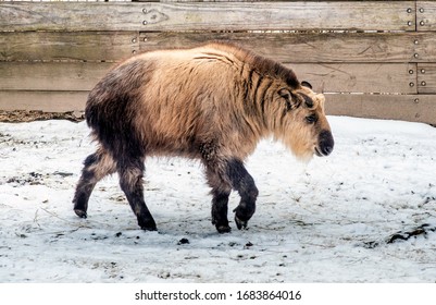 334 Gnu goat Images, Stock Photos & Vectors | Shutterstock