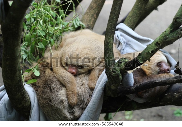 Furry Threetoed Sloths Slowest Animals World Stock Photo - 