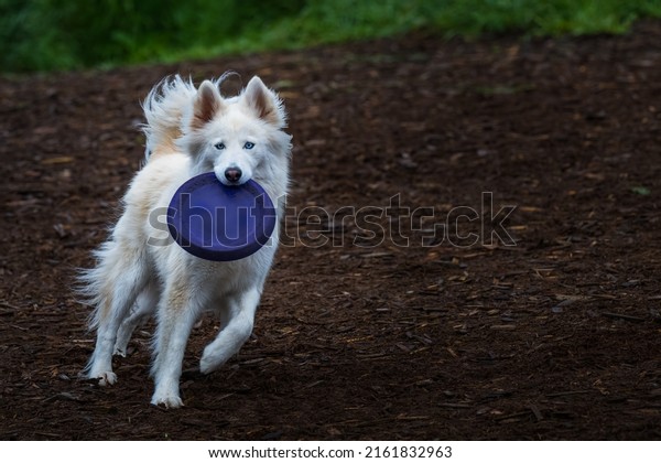 A FURRY WHITE SHEPARD STYLE DOG WITH\
BEAUTIFUL EYES RUNNING WITH A CIRCULAR TOY IN ITS MOUTH AT THE\
MARYMOOR OFF LEASH DOG PARK IN REDMOND\
WASHINGTON