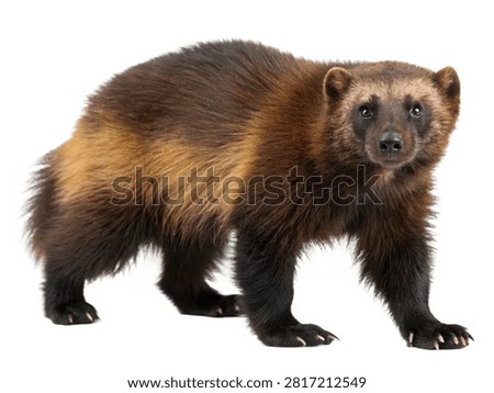 A furry wolverine walking forward and looking directly ahead isolated on white transparent background.