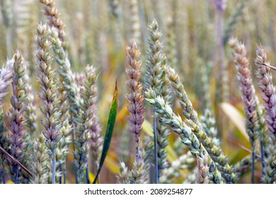 Fusarium ear blight, Fusarium head blight, FHB, or scab, is a fungal disease of cereals: wheat, barley, oats, rye and triticale. FEB is caused by a range of Fusarium fungi, which reducing grain yield. - Shutterstock ID 2089254877