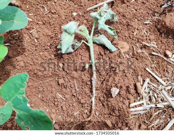 Fusarium Symptom Soybean Plant Disease Plant Stockfoto Redigera Nu