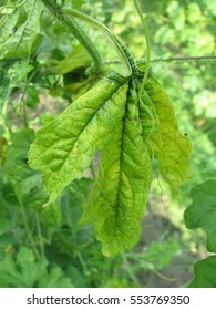 Fusarium Wilt Disease On Bitter Gourd.