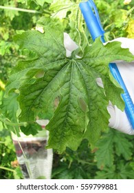 Fusarium Wilt Disease On Bitter Gourd