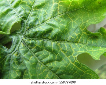 Fusarium Wilt Disease On Bitter Gourd