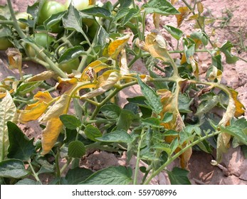 Fusarium Wilt Disease On Tomato