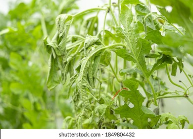 Fusarium Wilt Of Watermelon And Other Cucurbits.