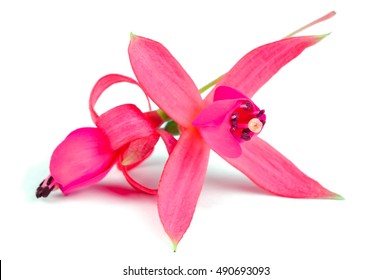 Fuschia Flower Images, Stock Photos & Vectors | Shutterstock