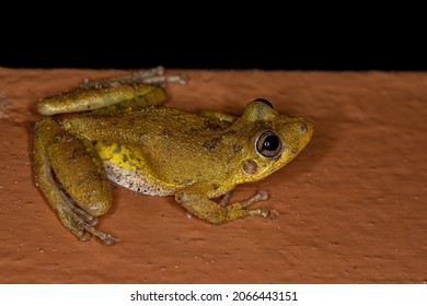 Fuscous-blotched Snouted Tree Frog of the species Scinax fuscovarius