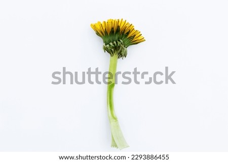 Fused dandelions. Abnormality of plant growth, fasciation, caused by genetic mutation or other causes