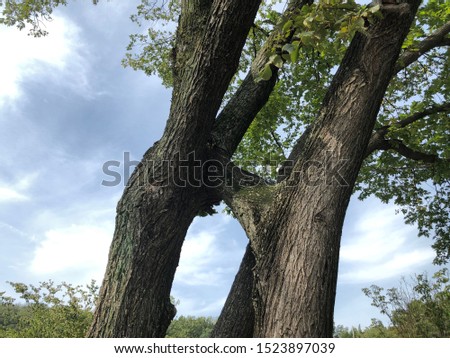 a fused pair of tree.
