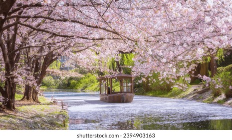 Fushimi Jikkokubune Boat in Kyoto with scenic full bloom cherry blossom in spring  - Powered by Shutterstock