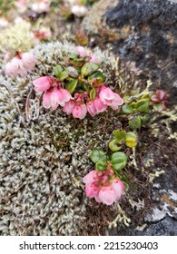 Fusia Arctic Wildberry Blooms On Mosses 