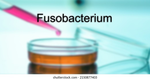 Fusobacterium. Fusobacterium Text In Medical Background. Rare Disease Concept