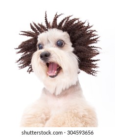 Crazy Dog Hair Images, Stock Photos 