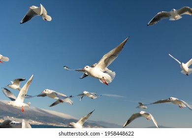 857 Seagull crying Images, Stock Photos & Vectors | Shutterstock