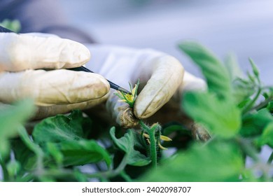 the future of agriculture as they remove stamens from plant flowers, selecting crop varieties for healthy agricultural products. Explore the world of selective breeding and sustainable farming