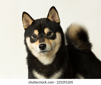 Future Champion Shiba Inu Puppy Portrait Stock Photo 225291205 ...