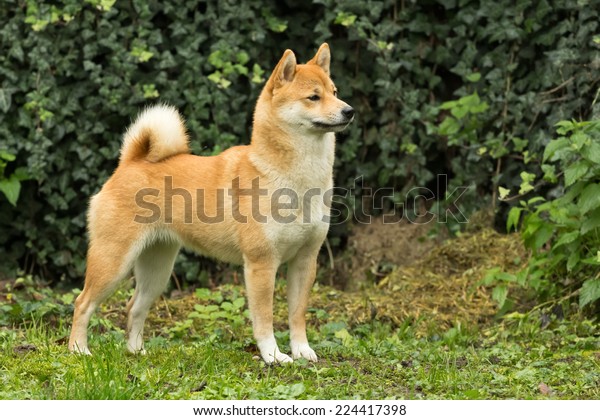 Future Champion Shiba Inu Puppy Portait Stock Photo 224417398 | Shutterstock