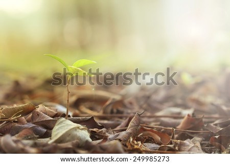 Future development of growing businesses like seedlings growing in nature