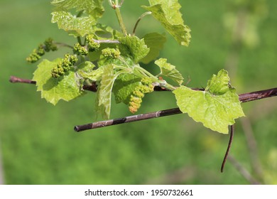 The future grape harvest blooms in the vineyard